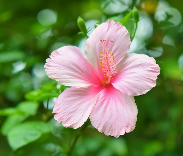 아름다운 히비스커스 꽃의 전면보기