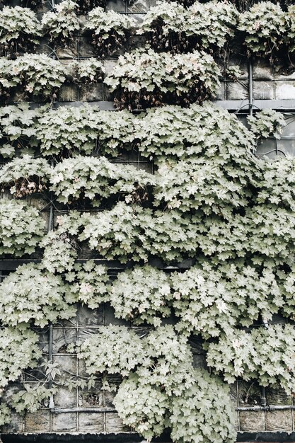 壁に咲く植物の正面図