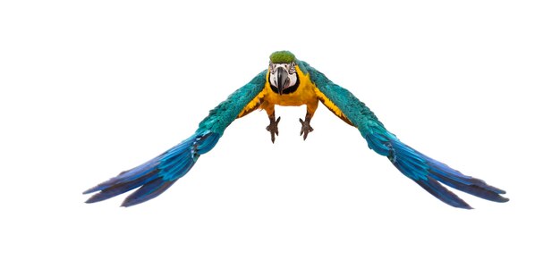 Front view of a blue-and-yellow macaw, Ara ararauna, flying, isolated