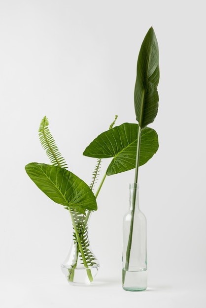 Photo front view botanical concept with copy space