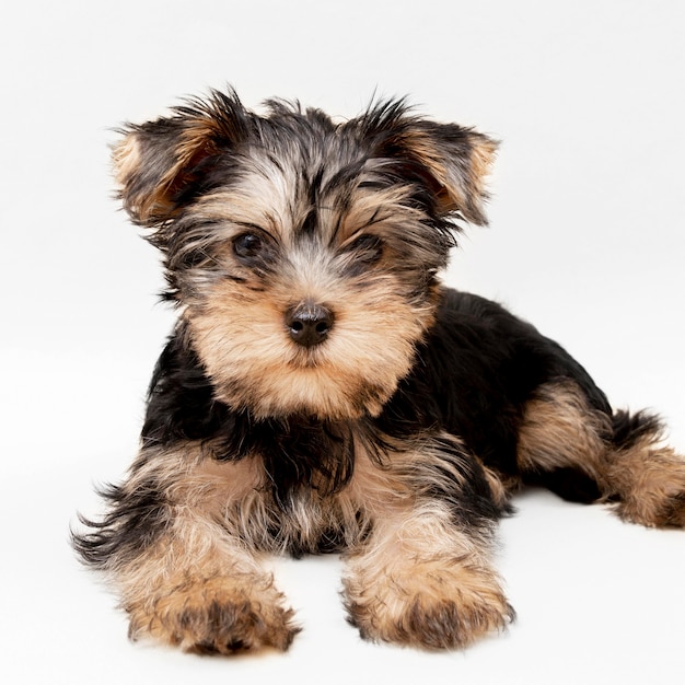 Photo front view of charming yorkshire terrier puppy