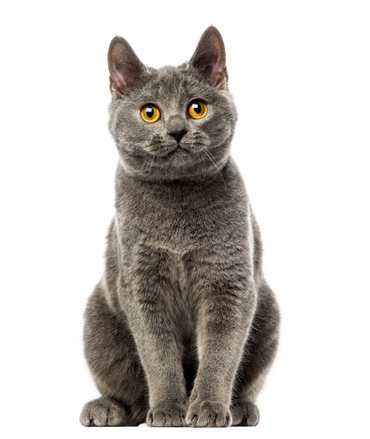 Front view of a Chartreux kitten sitting isolated on white