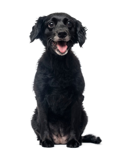 Front view of a cheerful Crossbreed dog sitting isolated on white