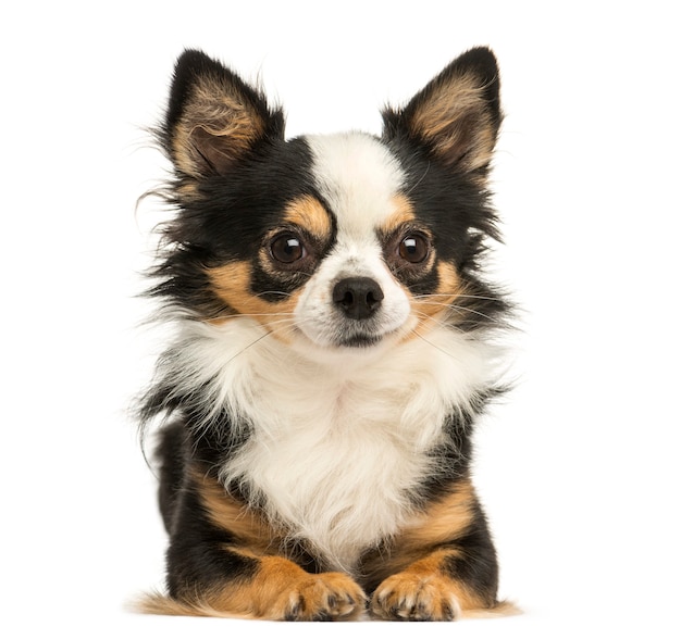 Front view of a Chihuahua lying isolated on white