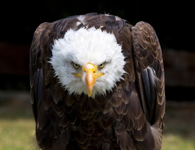 Front view close-up of eagle looking at camera