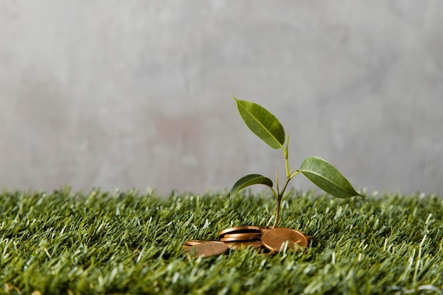 Photo front view of coins on grass with plant