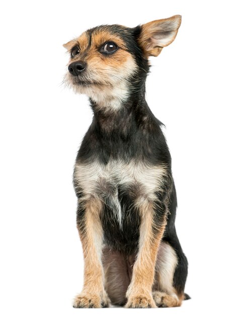 Front view of a Crossbreed dog sitting isolated on white