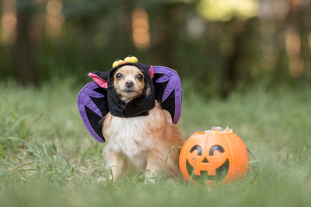 Foto vista frontale del simpatico cane in costume da pipistrello