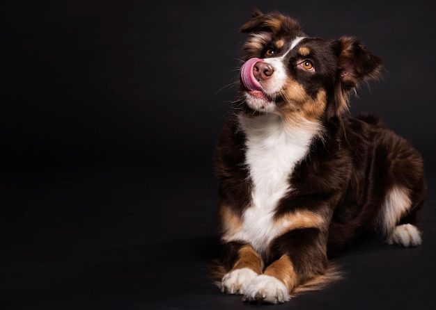 Foto seduta di cane carino vista frontale