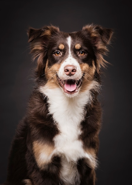 Foto seduta di cane carino vista frontale