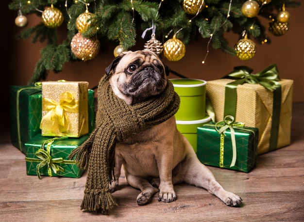Foto cane sveglio di vista frontale che sta davanti ai regali