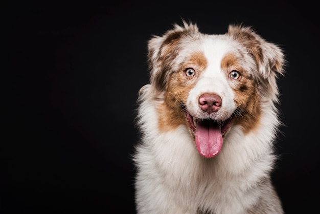 Front view cute dog