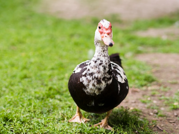 写真 野外を歩いている正面のかわいいアヒル