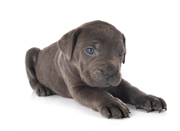 front view of cute italian mastiff puppy