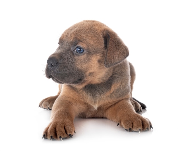 Front view of cute Italian mastiff puppy