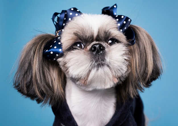 写真 正面かわいい小さな犬