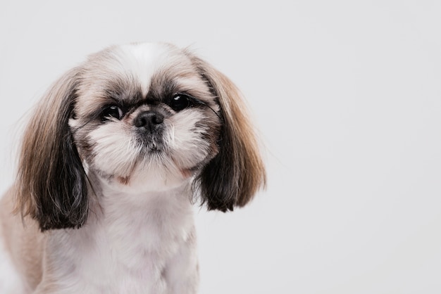 写真 正面かわいい小さな犬