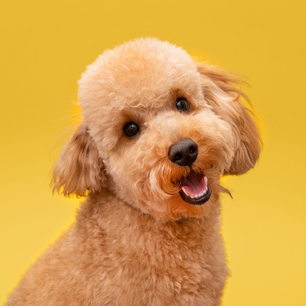 Foto vista frontale del cane carino e sorridente