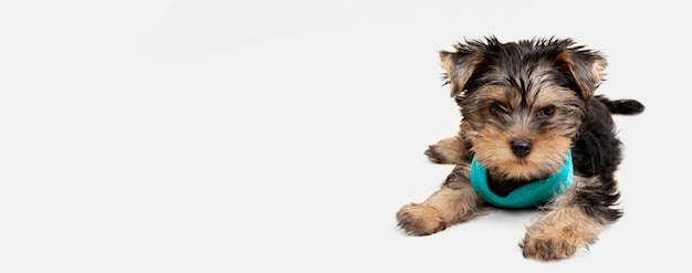 Photo front view of cute yorkshire terrier pup with copy space