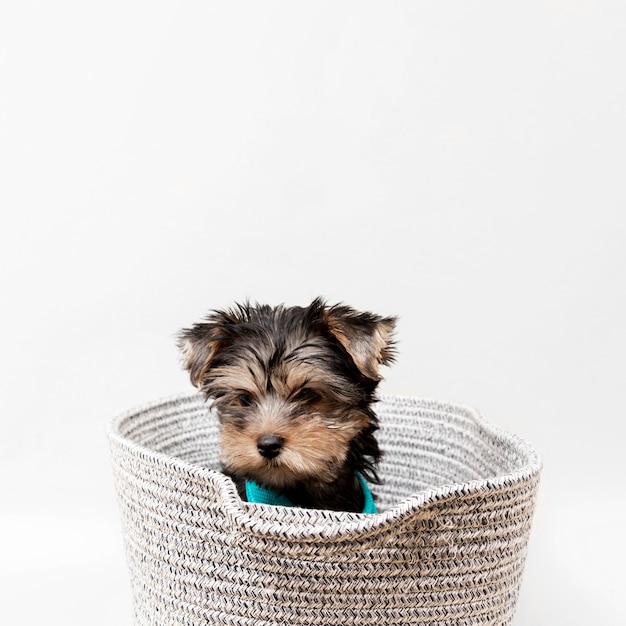 Foto vista frontale del simpatico cucciolo di yorkshire terrier nel cestello