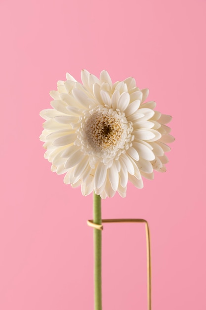 Photo front view of daisy decor on a stand