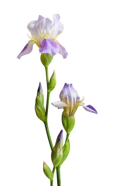 Photo front view of delicate lilac iris