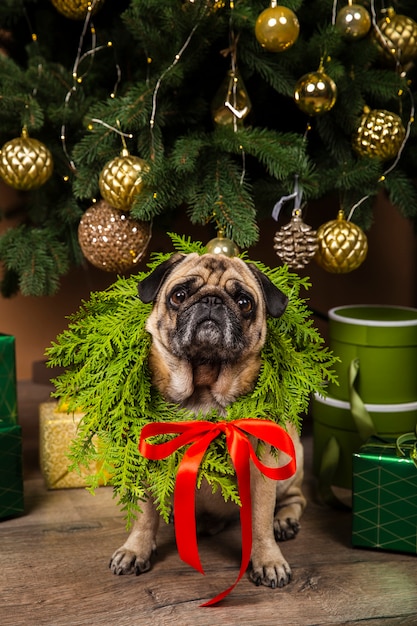 Cane di vista frontale accanto all'albero di natale