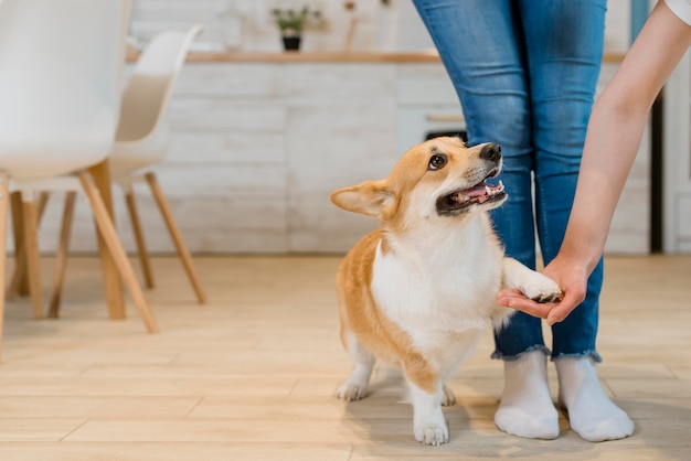 Photo front view of dog holding owner's hand