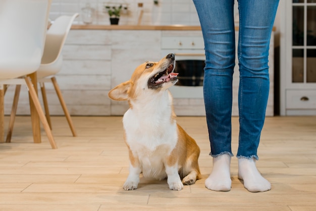 Foto vista frontale del cane seduto accanto e guardando il proprietario