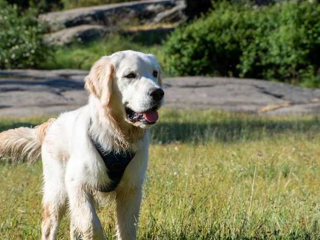 Front view of a dog standing looking away in a field with grass and rocks behind. Close-up of a standing dog with harness on a meadow.