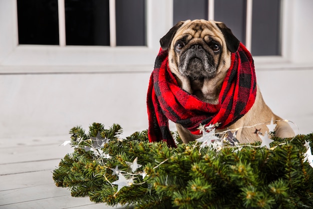 スカーフとクリスマスの装飾と正面の犬