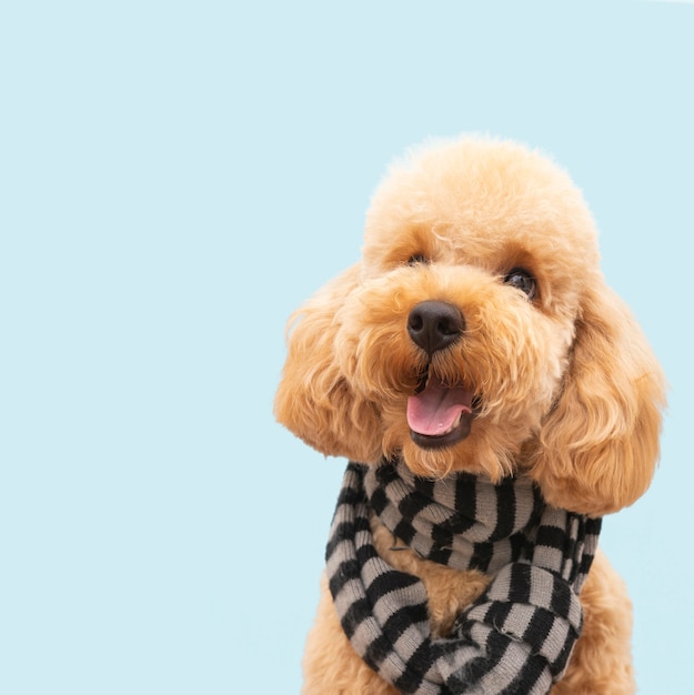 Front view domestic cute dog with scarf