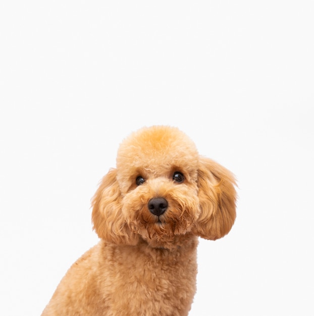 Photo front view domestic dog