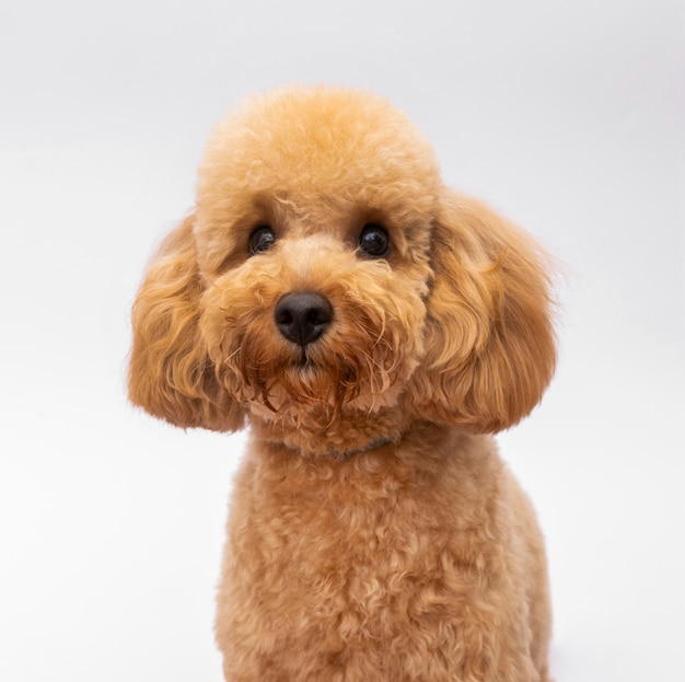 写真 正面の飼い犬