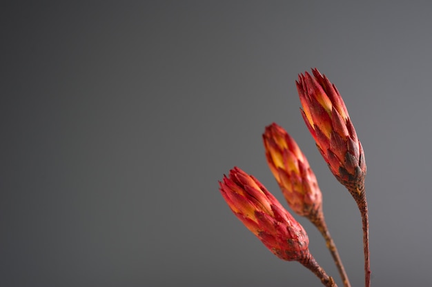 Front view of dried protea with copy space