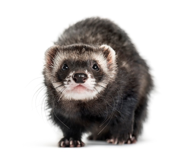 Front view of a ferret, isolated on white