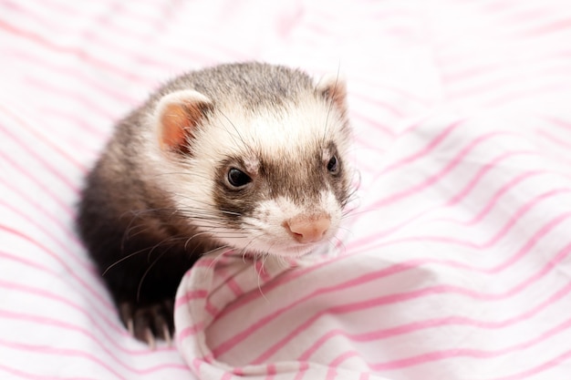 Front view of a Ferret looking at the camera