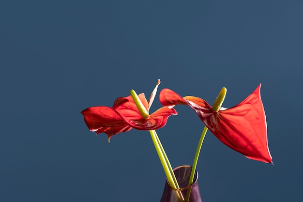 꽃병에 꽃의 전면 보기