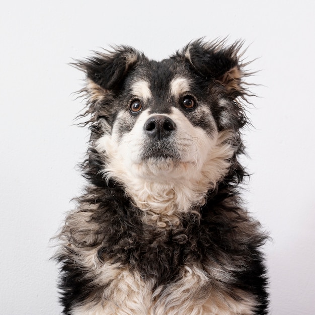 Front view furry dog on white background