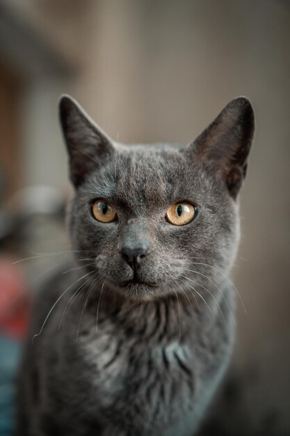 Front view of gray cat with yellow eyes