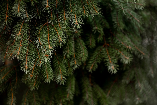 Front view of green pine tree