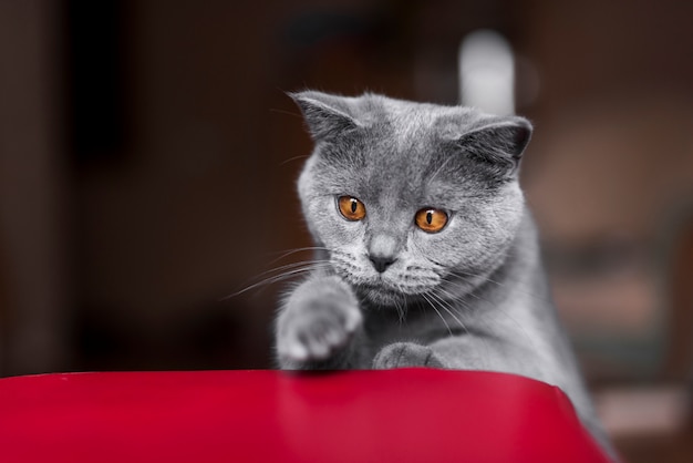 Photo front view of grey british shorthair cat