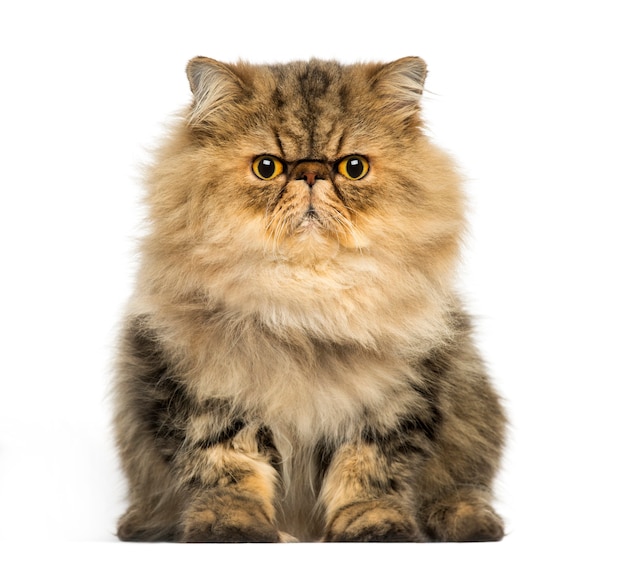 Front view of a grumpy persian cat looking at the camera isolated on white