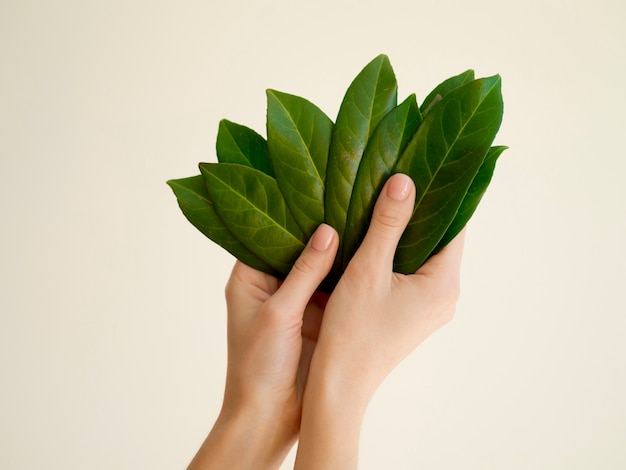 Photo front view of hand holding leafs