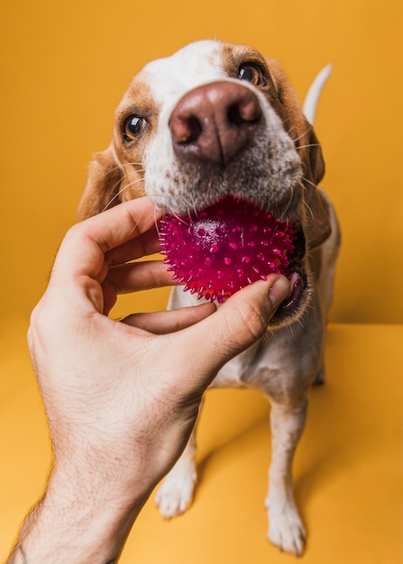 Mano di vista frontale che prende una palla dalla bocca del cane