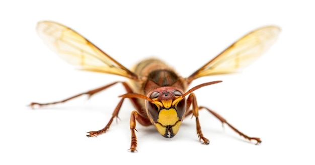 Front view of an Hornet, isolated on white