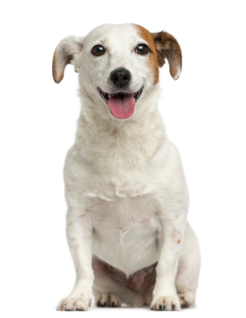 Front view of a Jack Russell Terrier sitting panting isolated on white