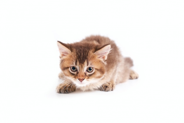 Front view of kitten in hunting pose.