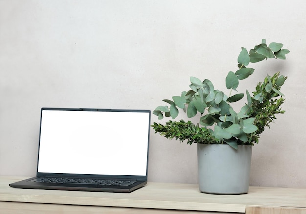 Photo front view of laptop mockup on wooden table with fresh green eucaliptus and boxwood leaves in concrete vase scandinavian and japandi style interior template for screen picture