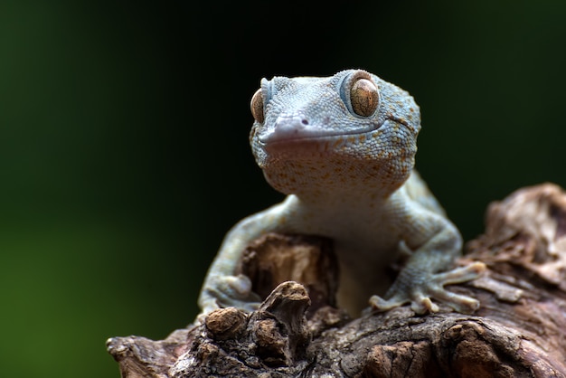 Aspetto di vista frontale di un geco tokay